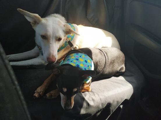Mi perro y Luna en el coche