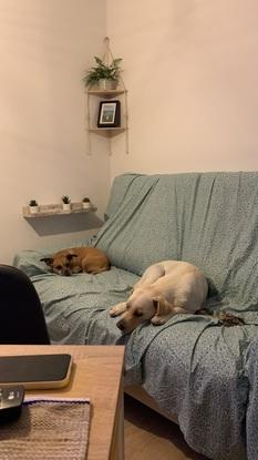 Dos perritos en el sofá de mi casa