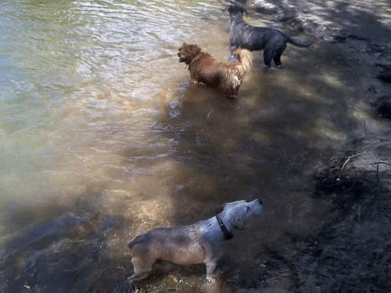 Haciendo amigos en el rio