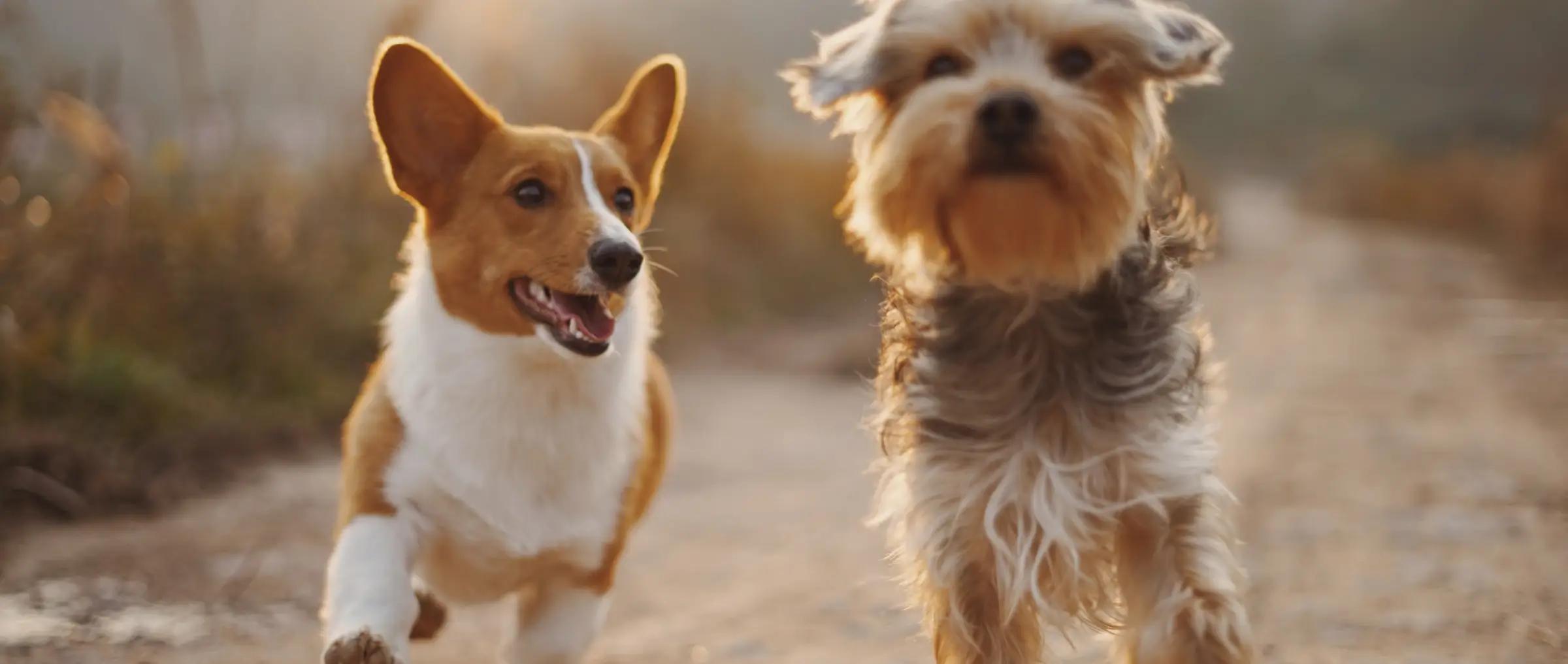 Consejos para dueños de perros