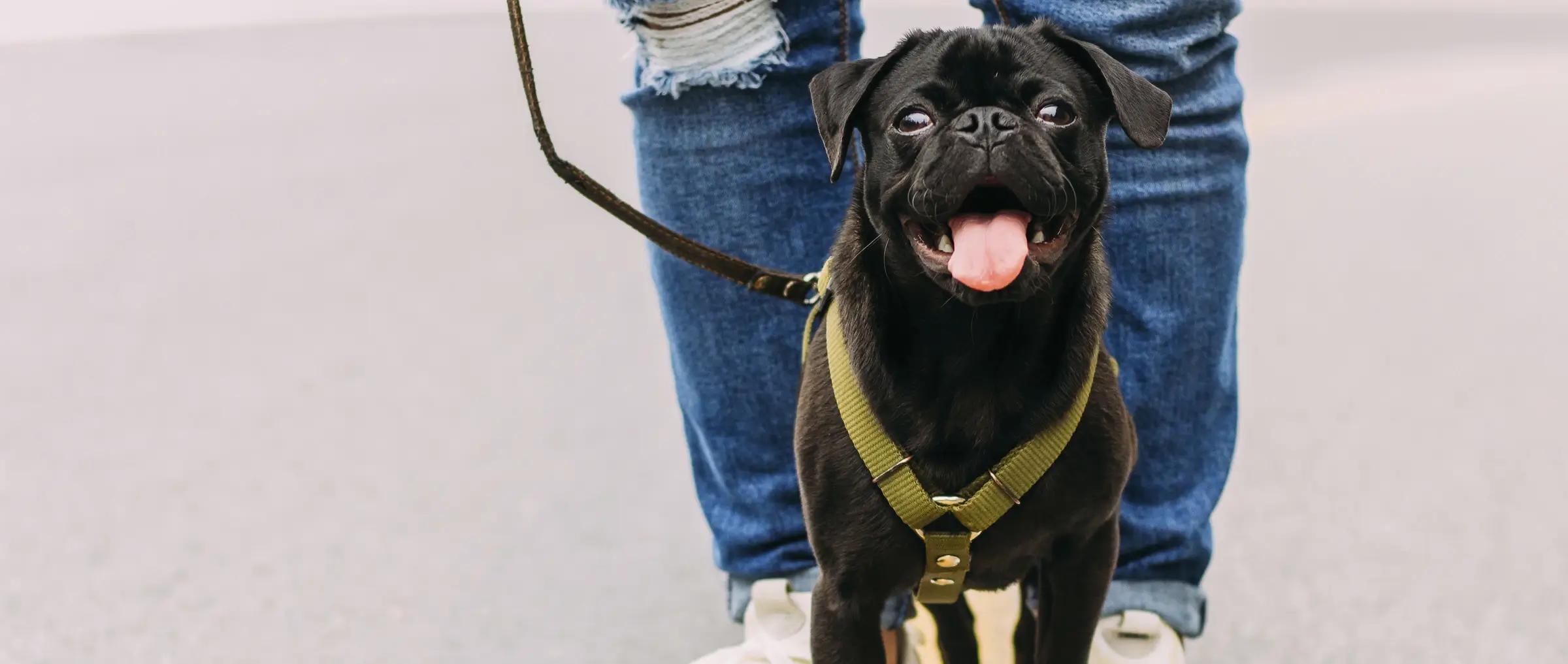 Hacerse cuidador de perros