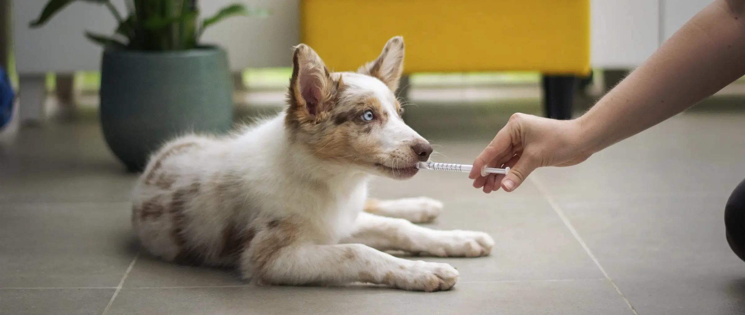 Cobertura Veterinaria