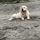 Gus avatar