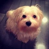 Otto avatar