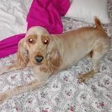 Lola avatar