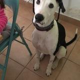 Lio avatar