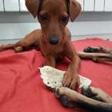 Nala avatar