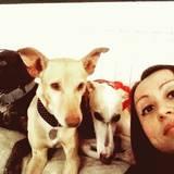 GEORGE, INDIA Y RINGO avatar