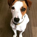 Lola avatar