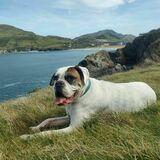 Odie avatar