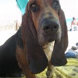 Curro avatar
