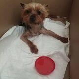 Lola avatar