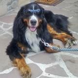 Ron avatar
