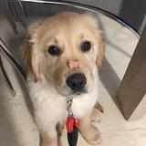 Rocco avatar