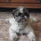 Mico avatar