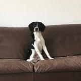 Hopper avatar