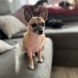 Dobby avatar
