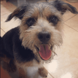 gofio avatar