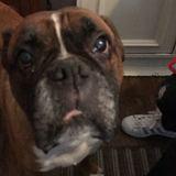 Lola avatar