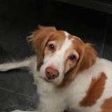 Canela avatar