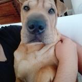 Tyson avatar