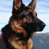 Yanko avatar