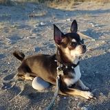 Lupin avatar