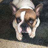 Gofio avatar
