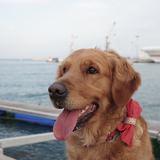 Cala avatar