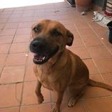 Kimba avatar