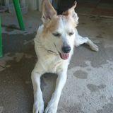 nichi avatar