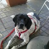 Rufo avatar