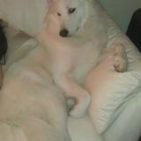 kira avatar