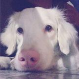Hachi avatar
