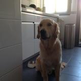 Lester avatar
