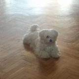 GOLFO avatar