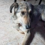 Kiara avatar