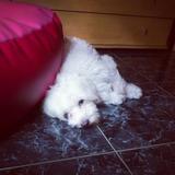 Micco avatar