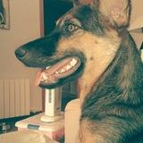 JAGGER avatar