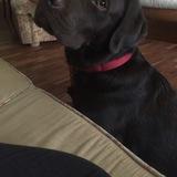 Rocco avatar