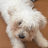 Alfie avatar