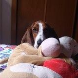 lola avatar