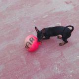 Negri avatar