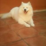 Froi avatar