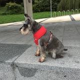 Pipa avatar