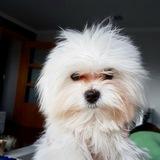 Brandy avatar