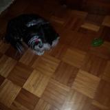 michi avatar