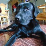 Rufo avatar
