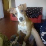 Budy avatar