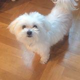 Tula avatar